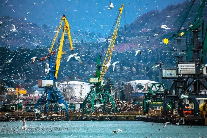 Gaviotas en Batumi