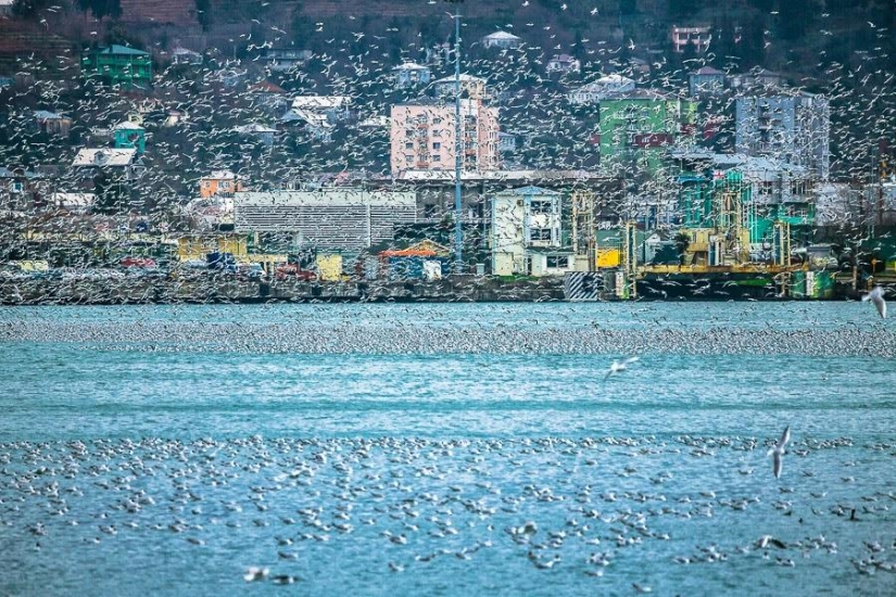 Gaviotas en Batumi