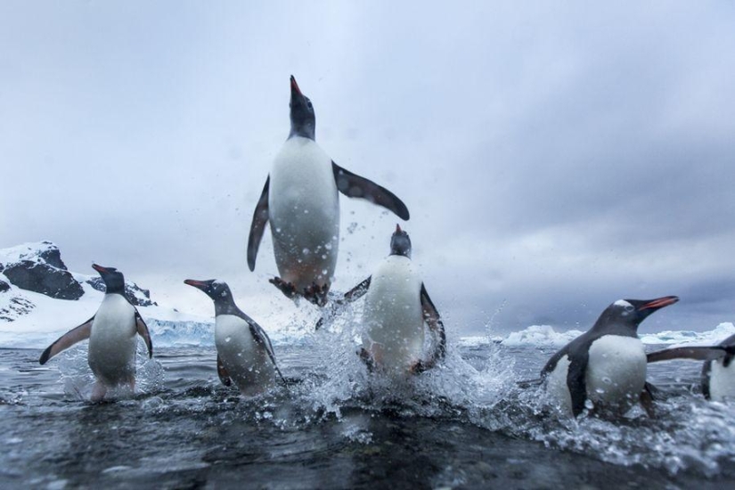 gentoo penguins gentoo penguins