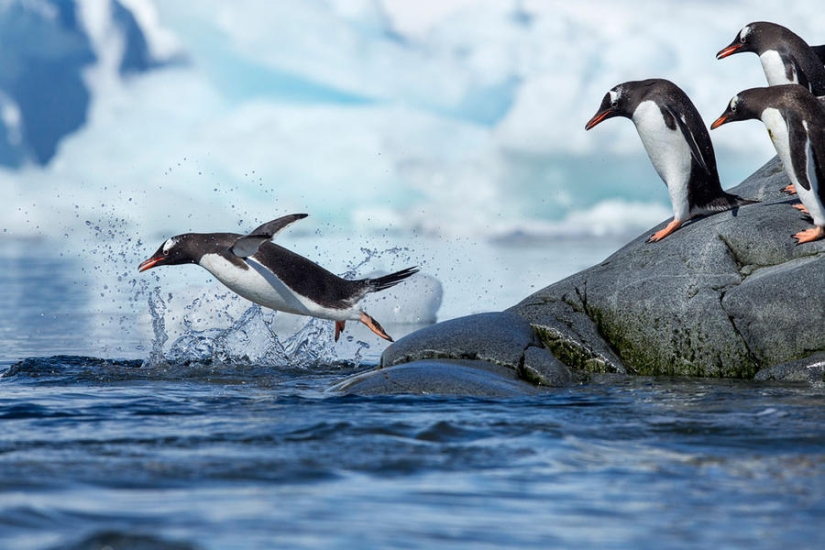 gentoo penguins gentoo penguins