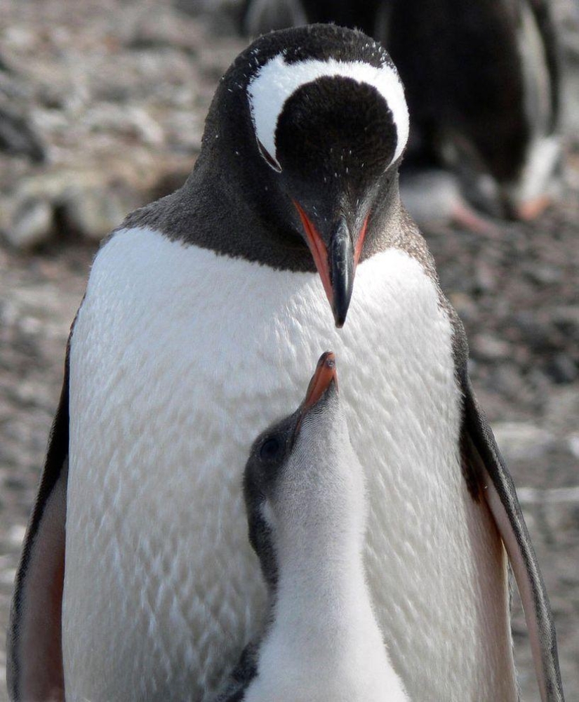 gentoo penguins gentoo penguins
