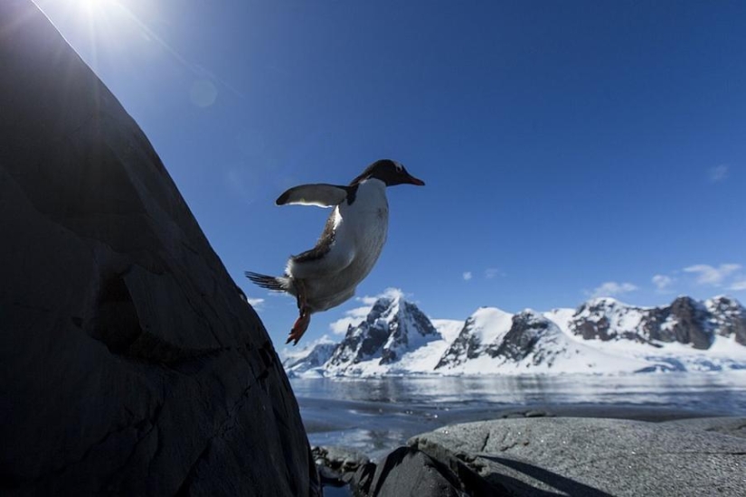 gentoo penguins gentoo penguins