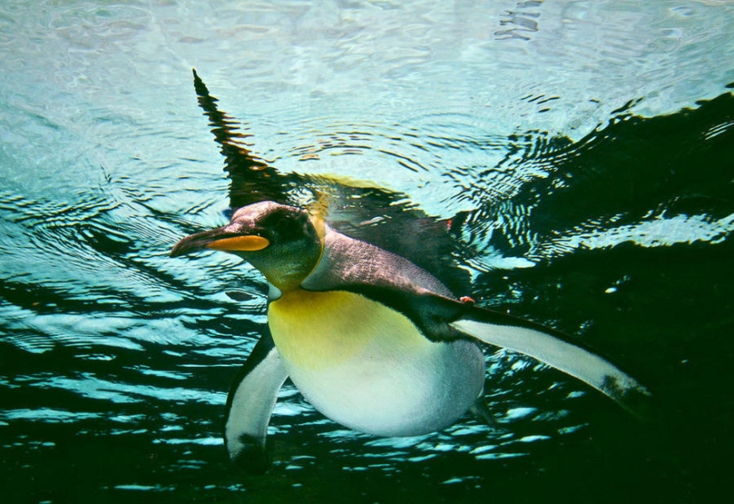 gentoo penguins gentoo penguins