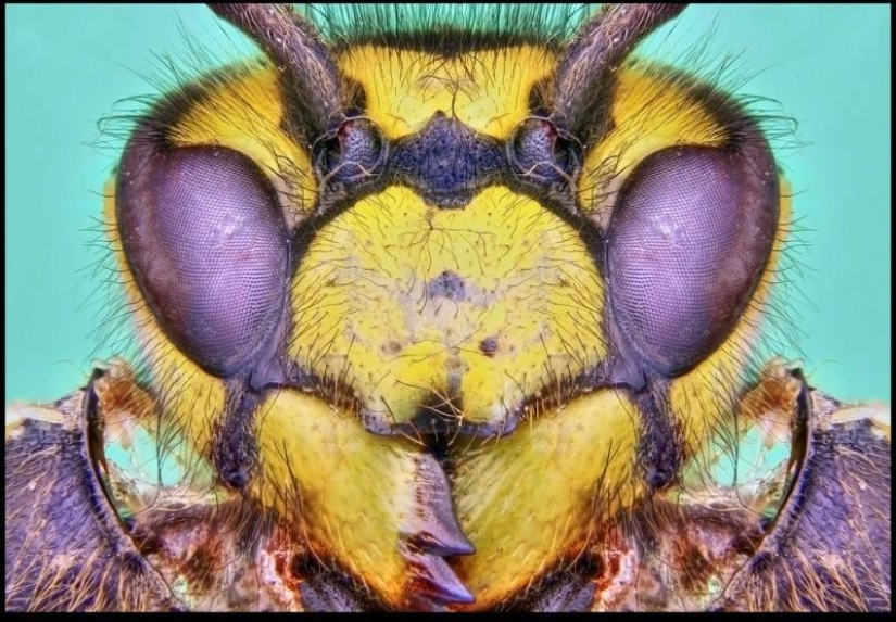 Giant Insects by Francis Pryor Giant Insects by Francis Pryor