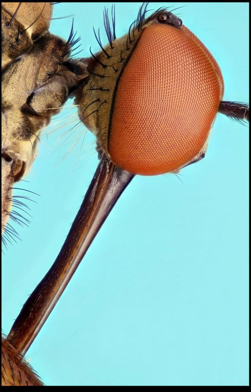 Giant Insects by Francis Pryor Giant Insects by Francis Pryor