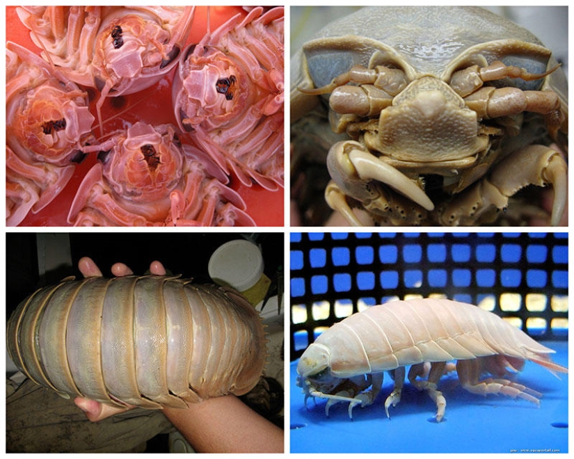 Giant &quot;wood lice&quot;