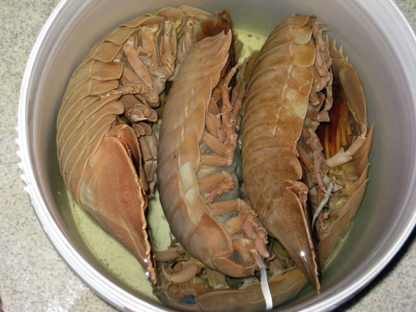 Giant &quot;wood lice&quot;