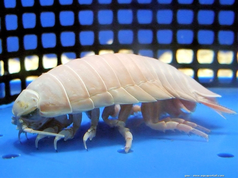 Giant &quot;wood lice&quot;