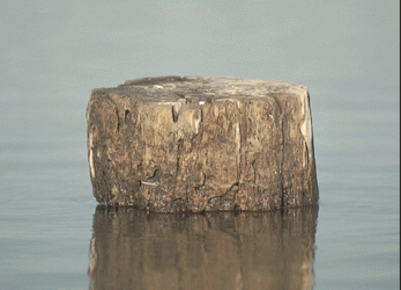 Gifs animados de Micael Reynaud