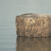 Gifs of Micael Reynaud