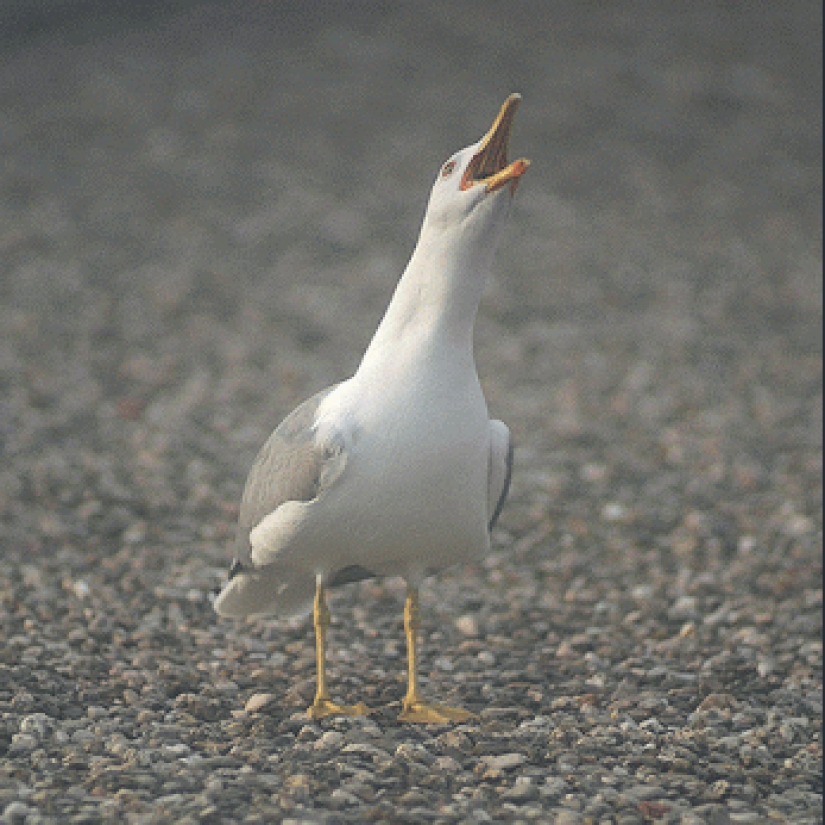 Gifs of Micael Reynaud