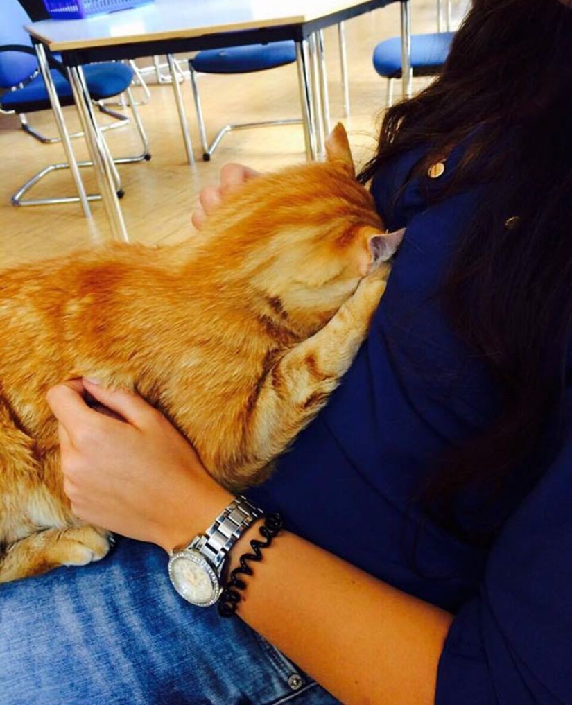 Ginger cat cuida de estudiantes de Alemania