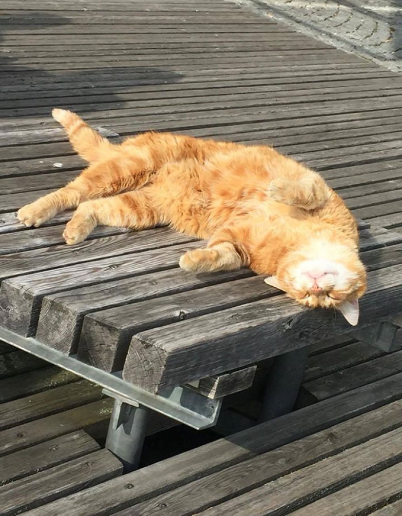 Ginger cat cuida de estudiantes de Alemania