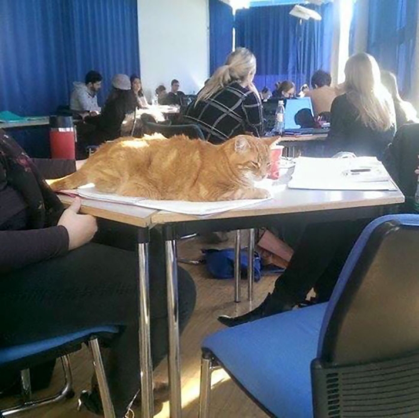 Ginger cat cuida de estudiantes de Alemania