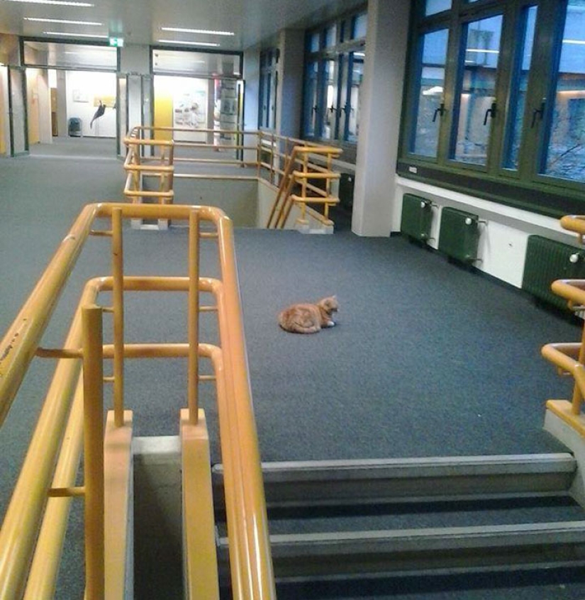 Ginger cat cuida de estudiantes de Alemania
