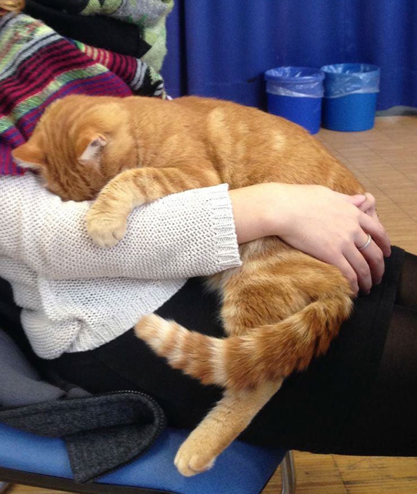 Ginger cat cuida de estudiantes de Alemania