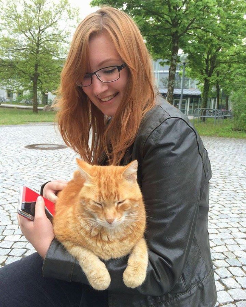 Ginger cat cuida de estudiantes de Alemania