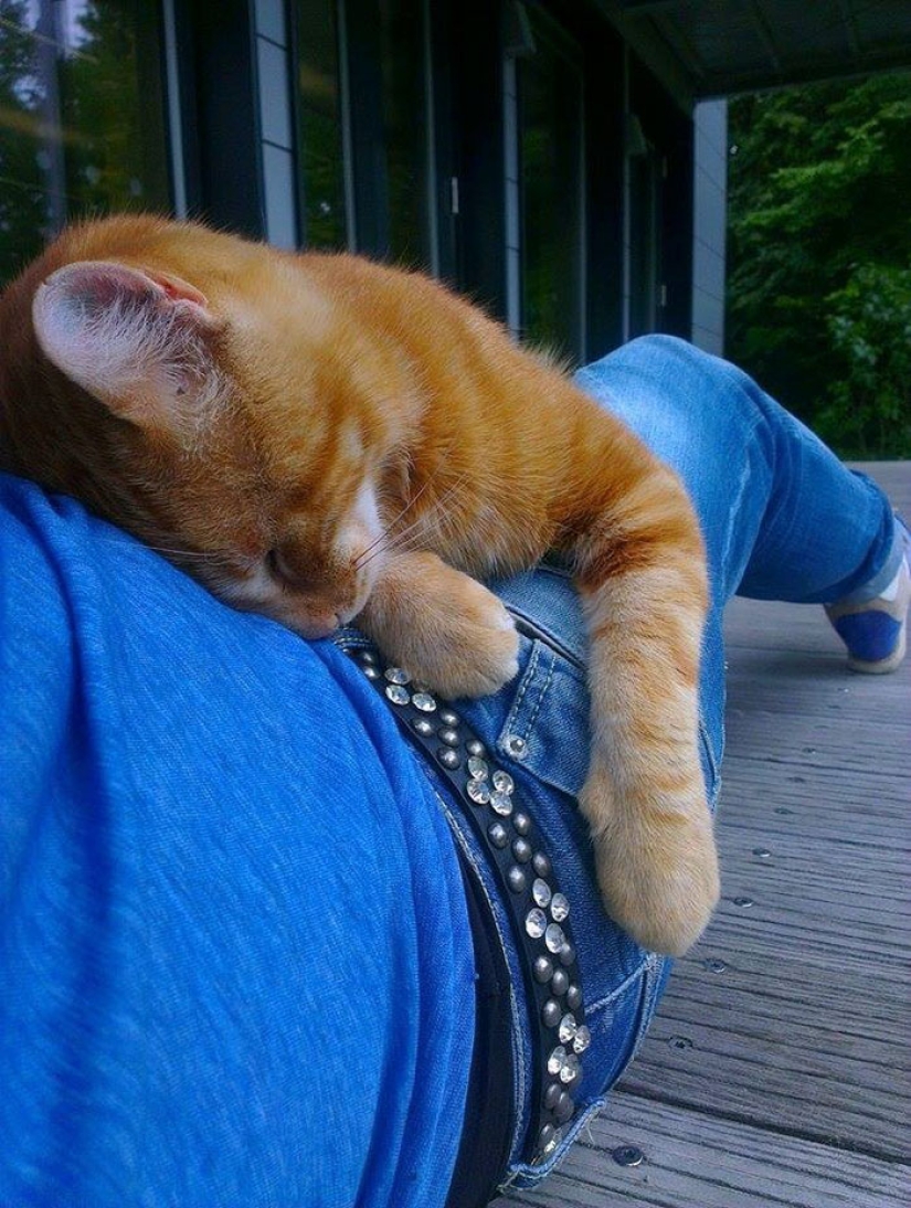 Ginger cat cuida de estudiantes de Alemania