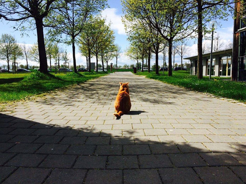 Ginger cat cuida de estudiantes de Alemania