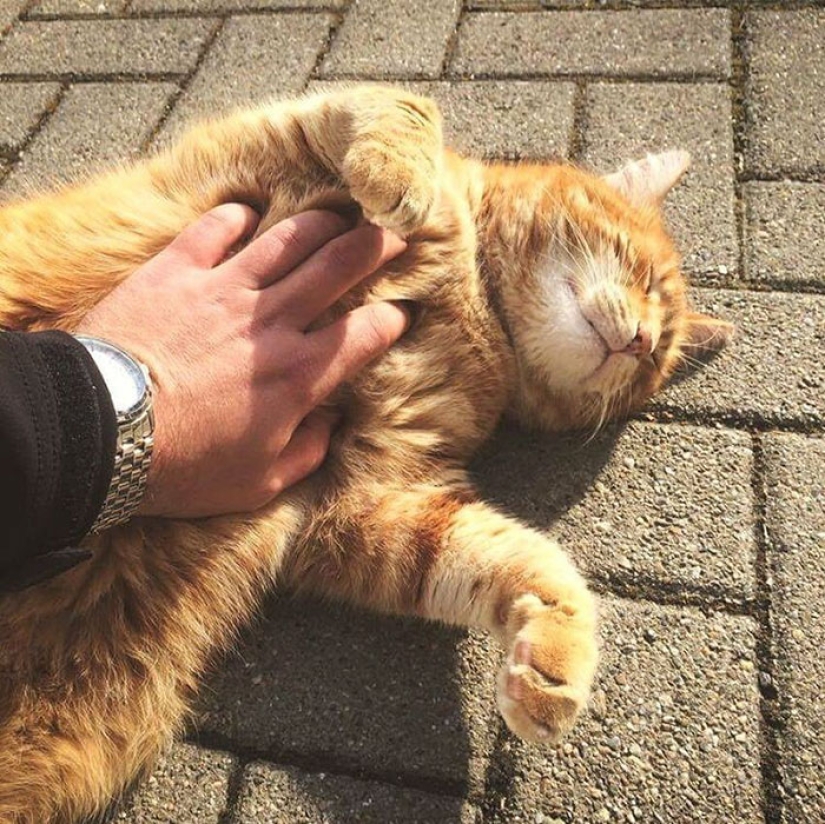Ginger cat cuida de estudiantes de Alemania