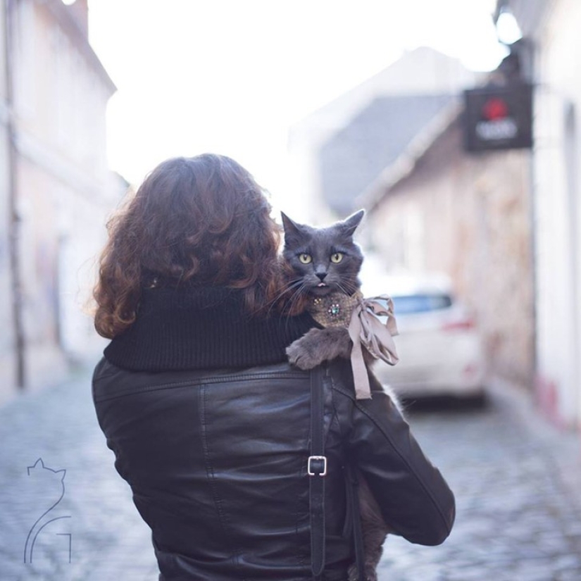Glamor as a lifestyle: a cat in bright outfits conquers Instagram