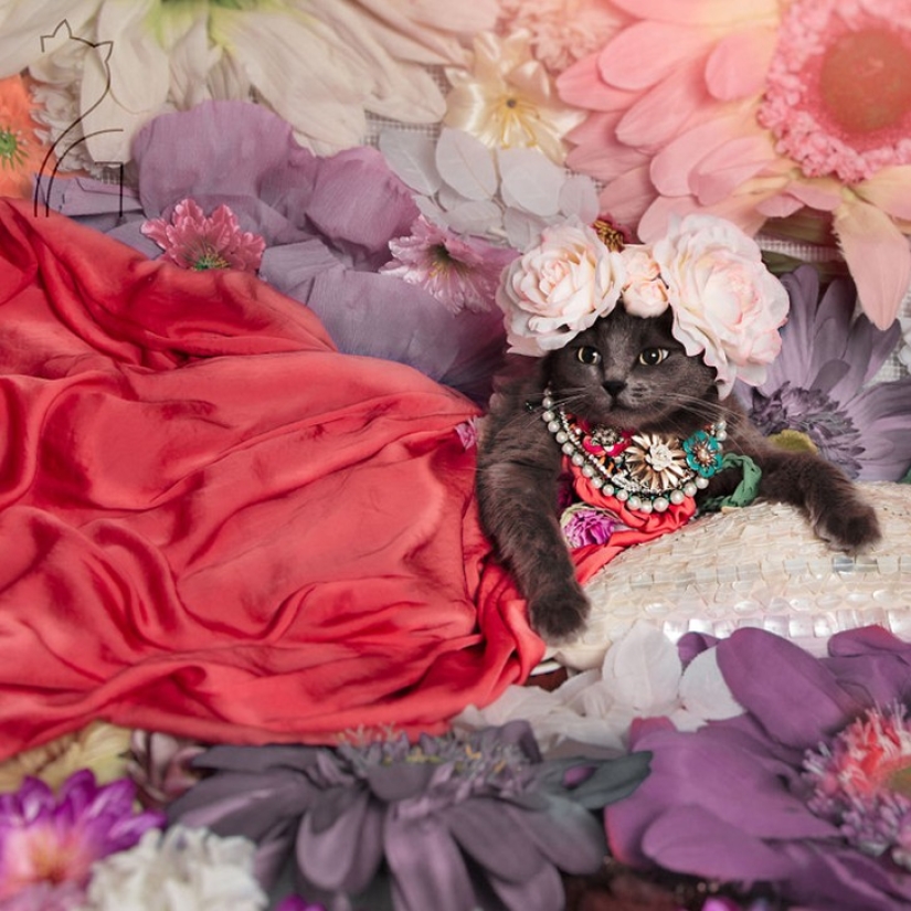Glamor as a lifestyle: a cat in bright outfits conquers Instagram