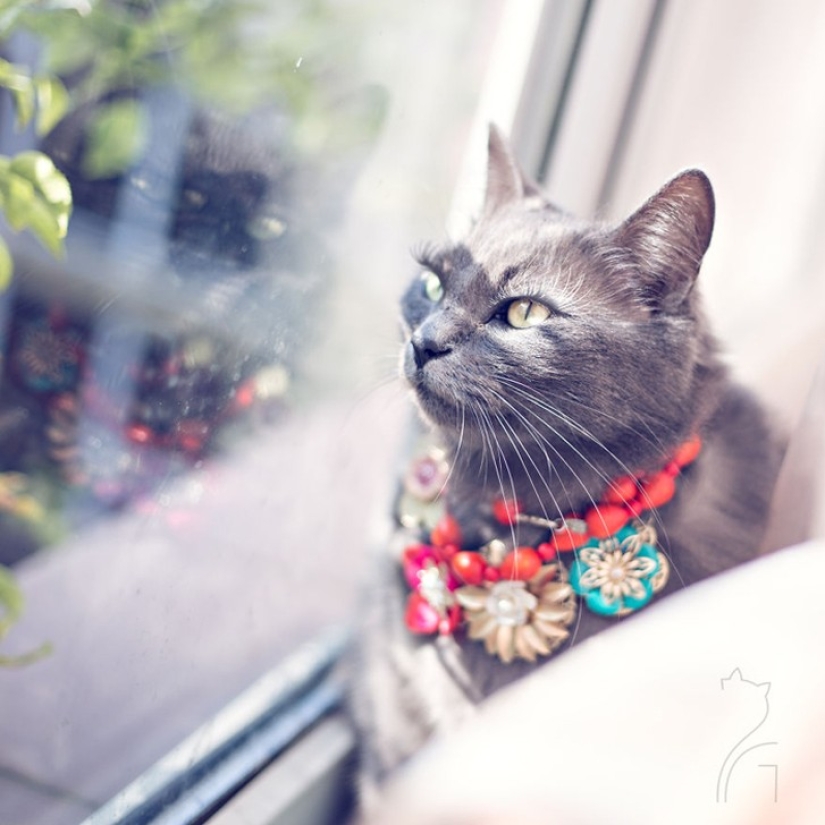 Glamor as a lifestyle: a cat in bright outfits conquers Instagram