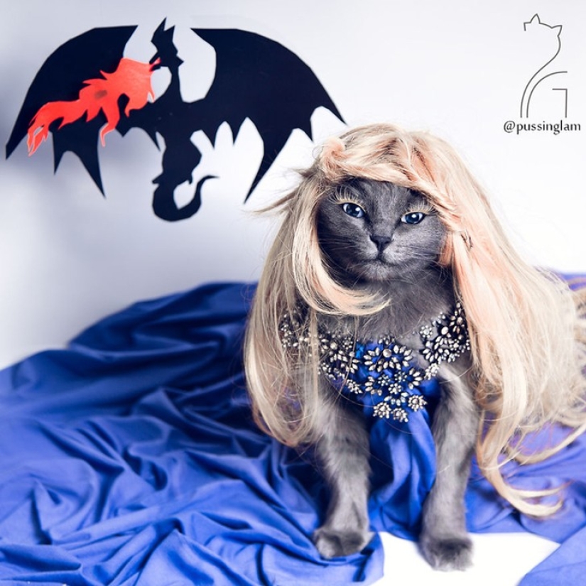 Glamor as a lifestyle: a cat in bright outfits conquers Instagram
