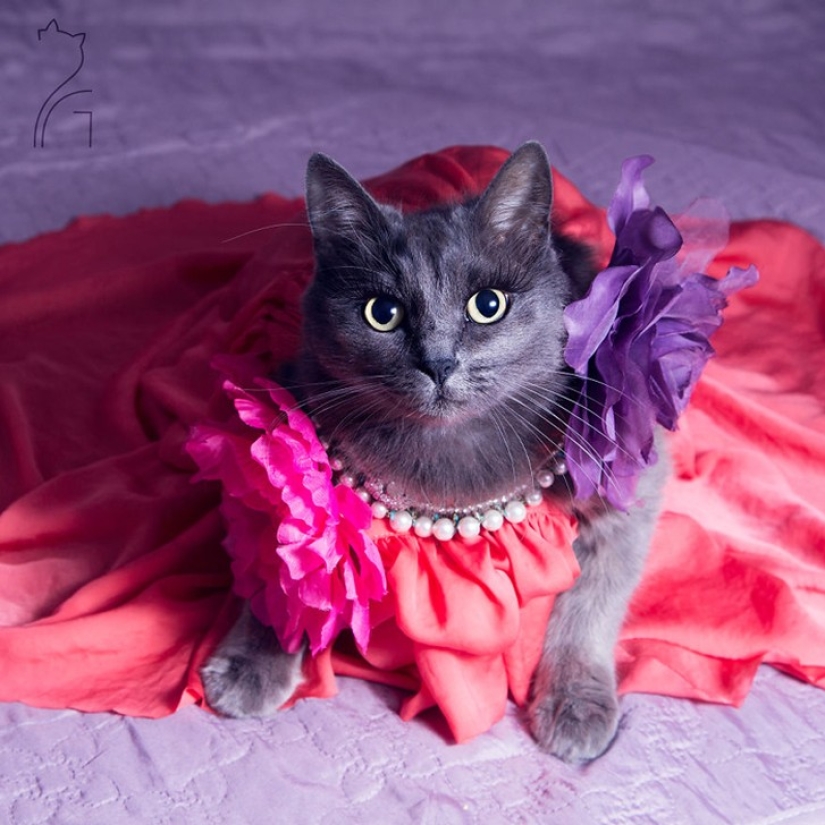 Glamor as a lifestyle: a cat in bright outfits conquers Instagram