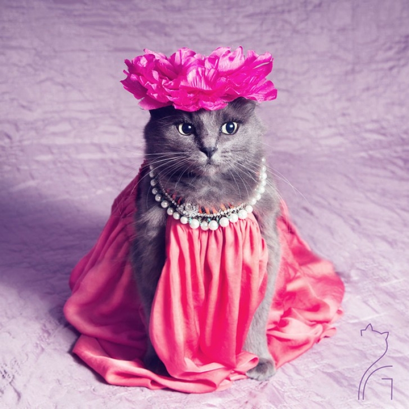 Glamor as a lifestyle: a cat in bright outfits conquers Instagram