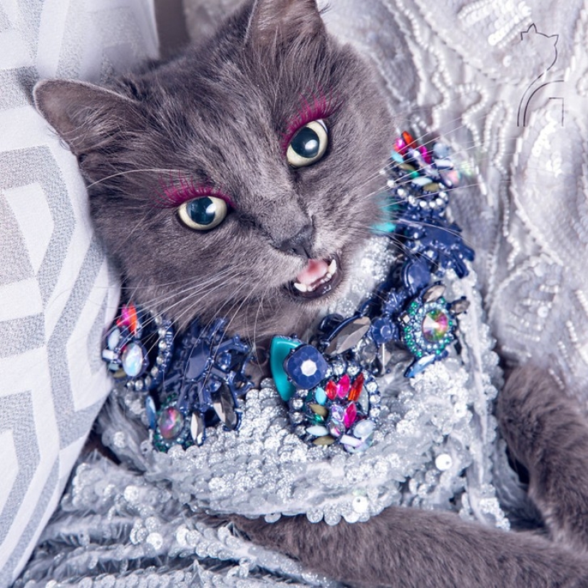 Glamor as a lifestyle: a cat in bright outfits conquers Instagram