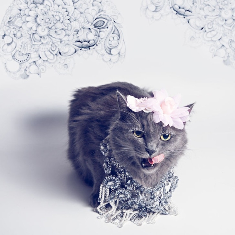 Glamor as a lifestyle: a cat in bright outfits conquers Instagram