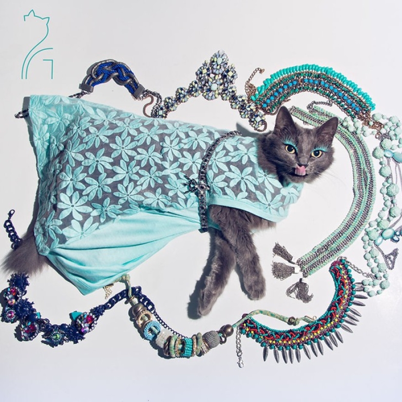Glamor as a lifestyle: a cat in bright outfits conquers Instagram