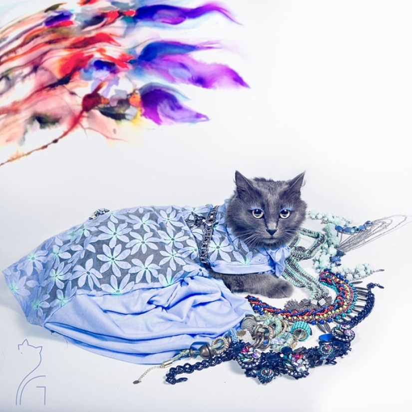 Glamor as a lifestyle: a cat in bright outfits conquers Instagram
