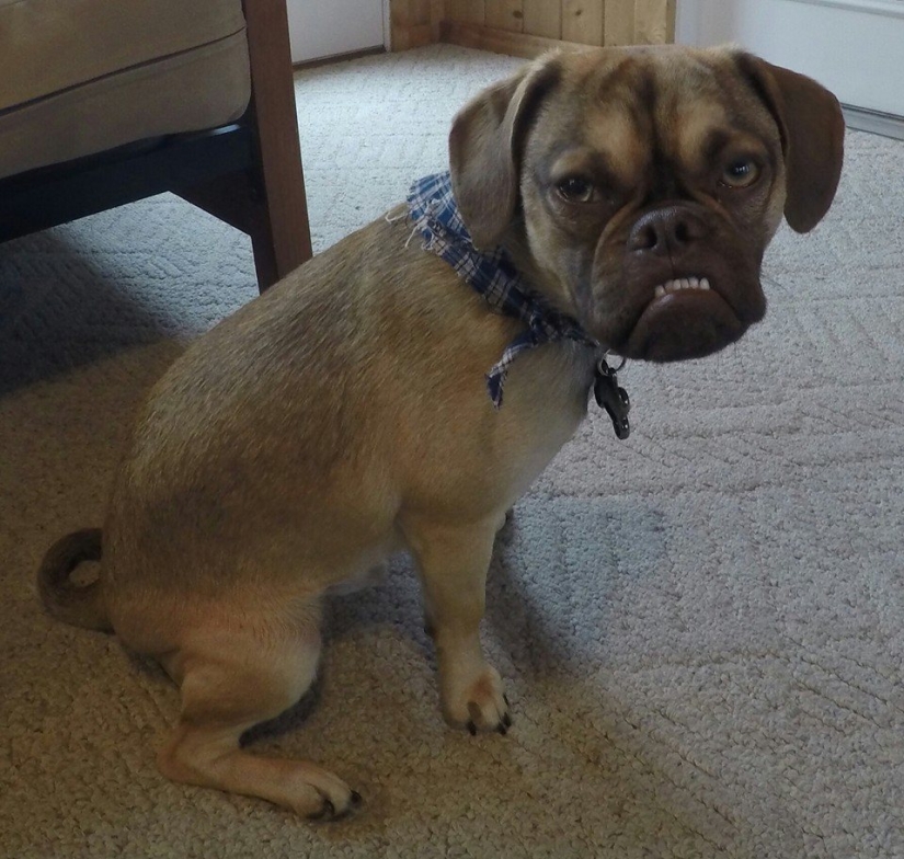 Gloomy dog conquers the Internet and your hearts