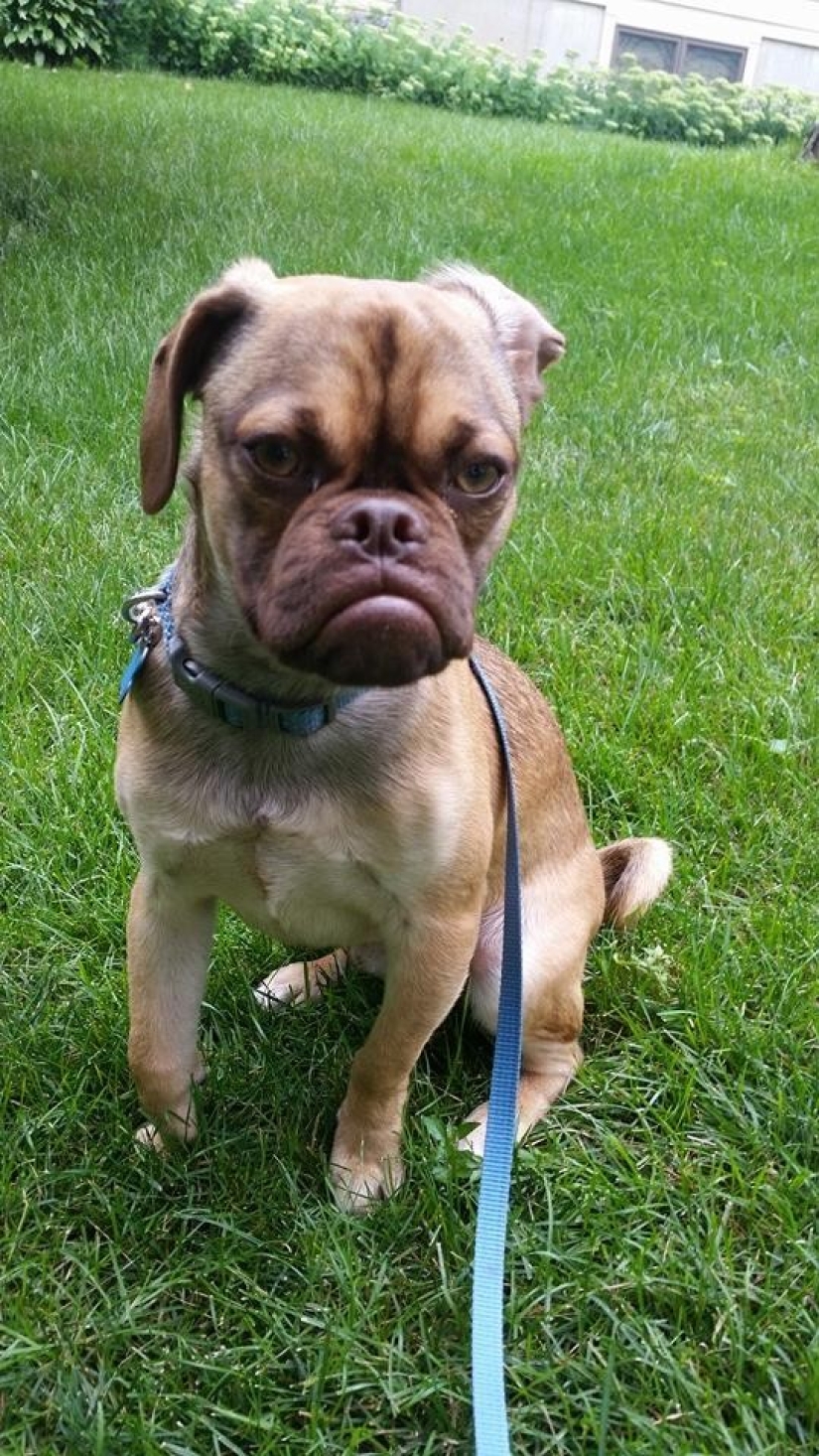 Gloomy dog conquers the Internet and your hearts