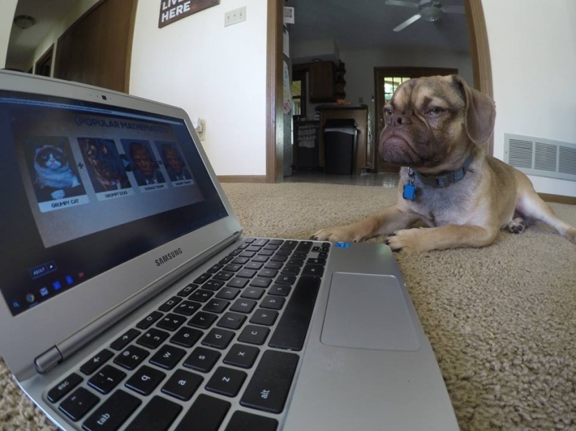 Gloomy dog conquers the Internet and your hearts
