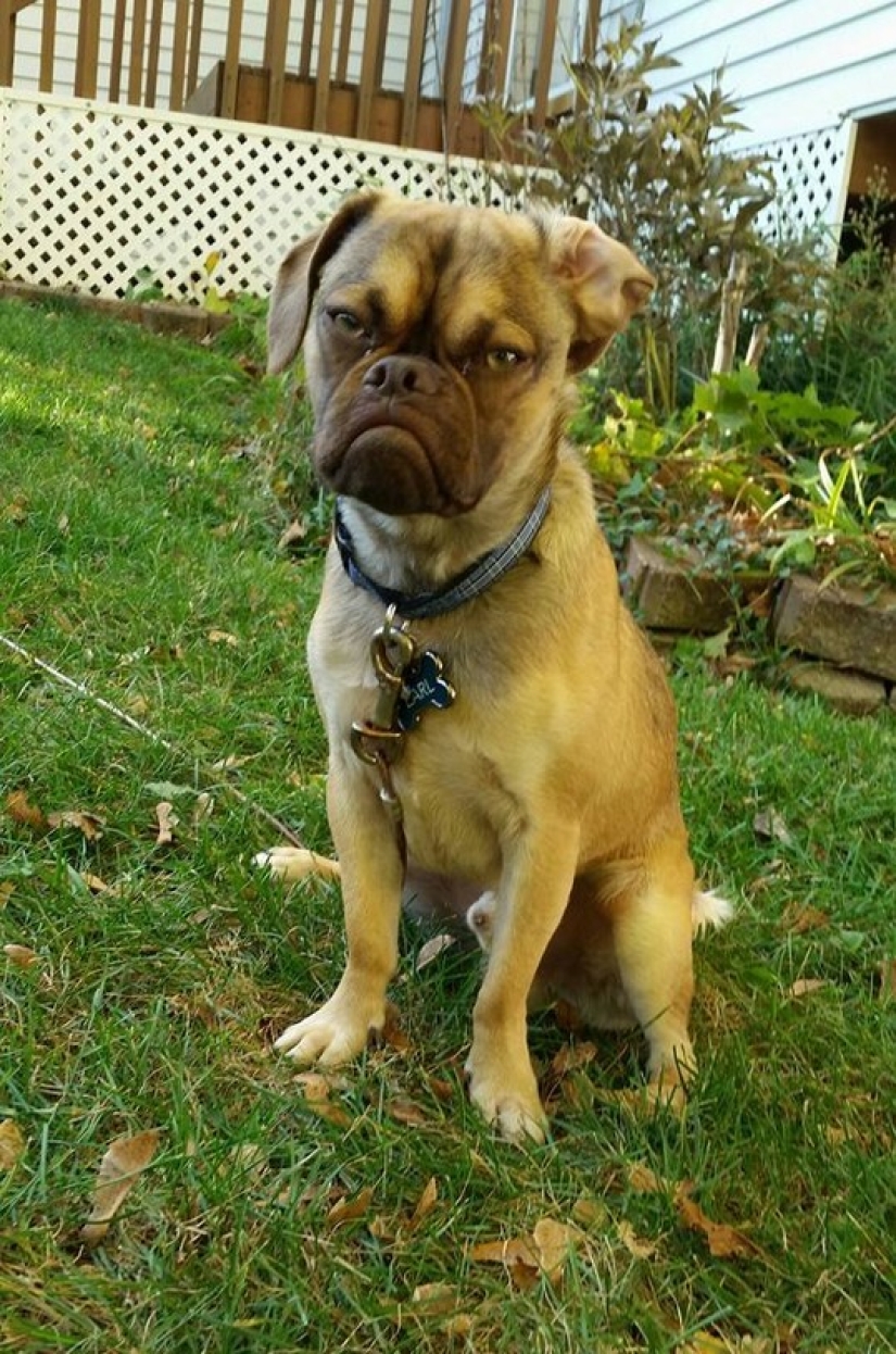 Gloomy dog conquers the Internet and your hearts