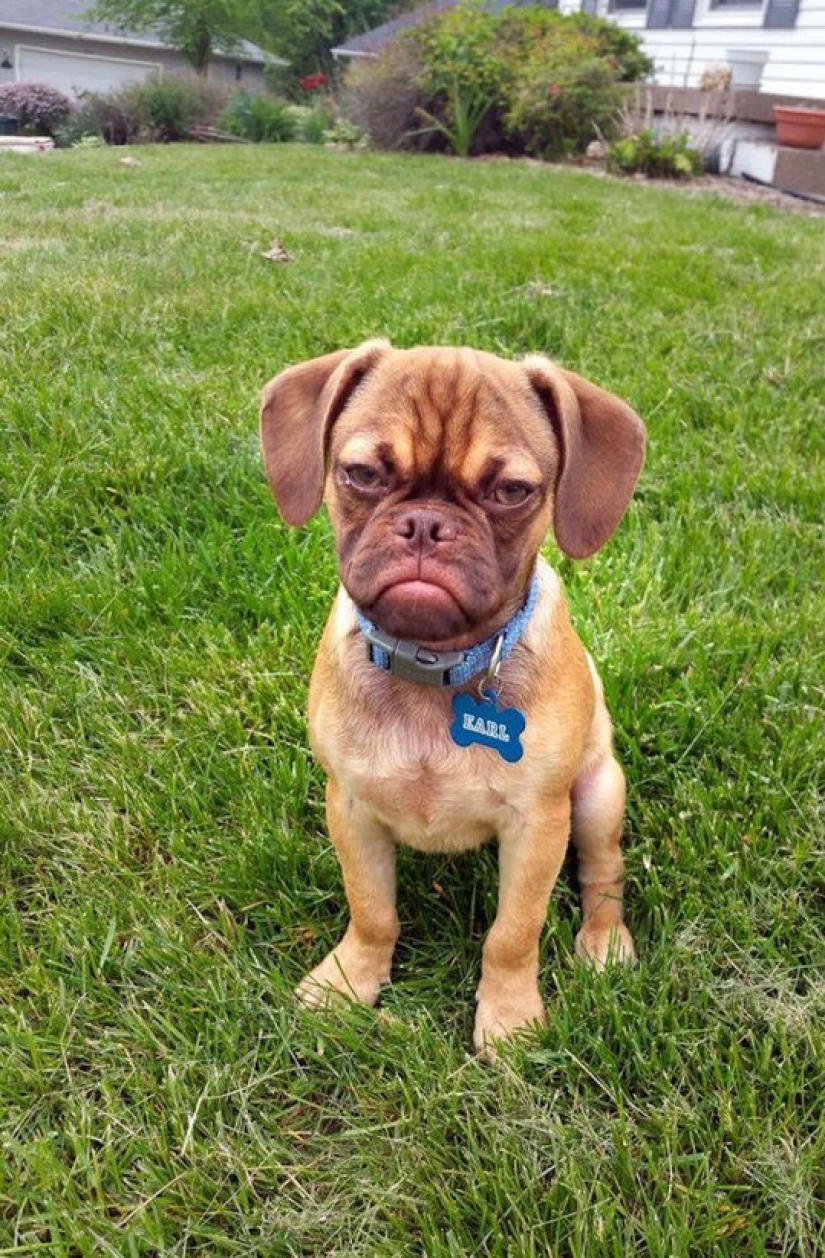 Gloomy dog conquers the Internet and your hearts