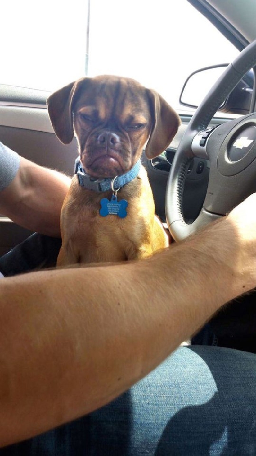 Gloomy dog conquers the Internet and your hearts
