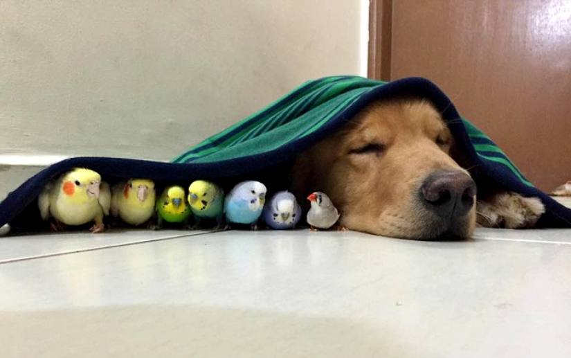 Golden Retriever Bob is the new facebook star