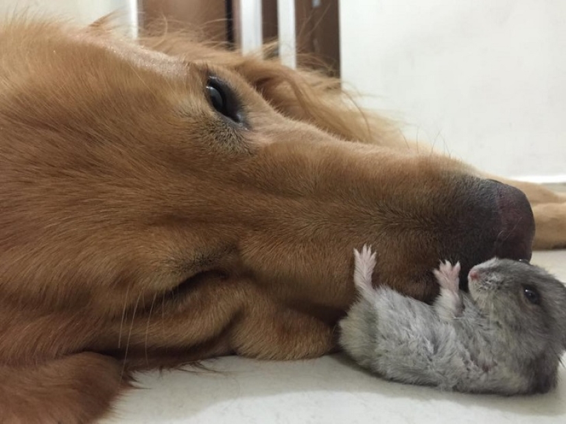 Golden Retriever Bob is the new facebook star