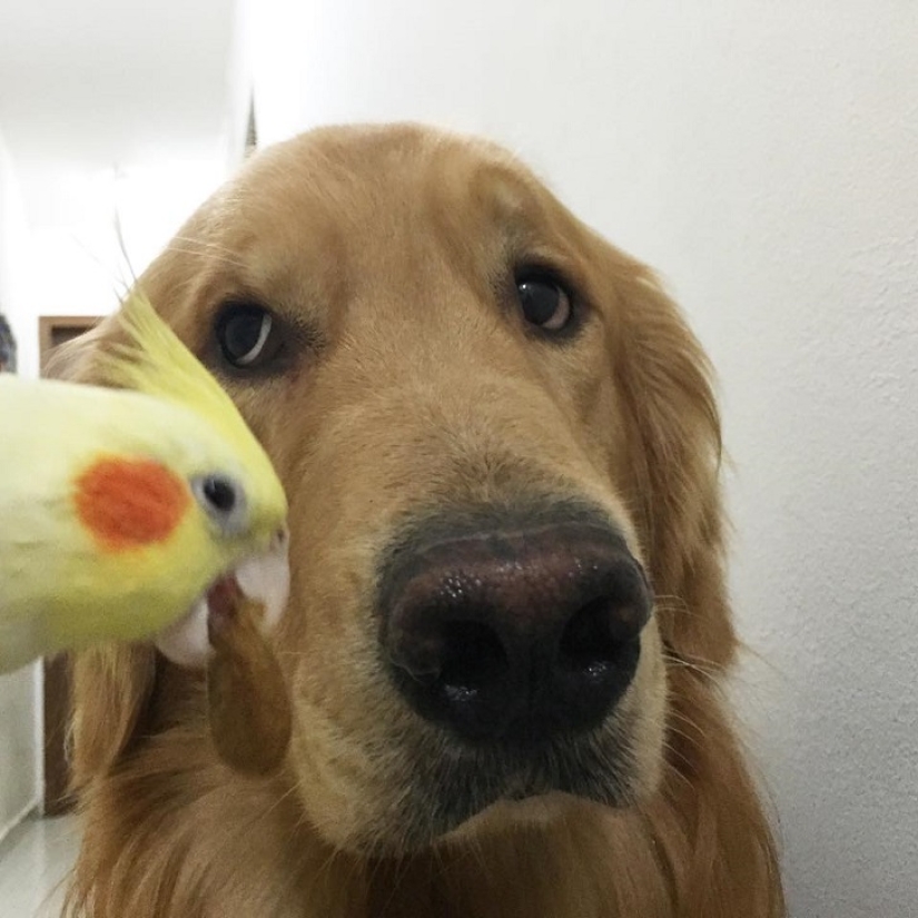 Golden Retriever Bob is the new facebook star