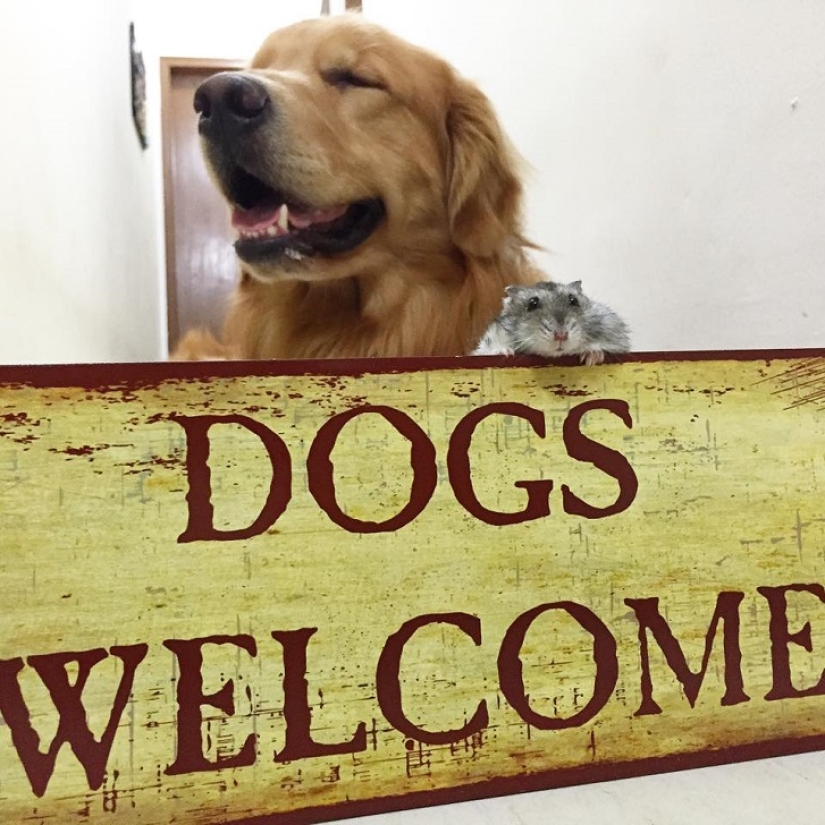 Golden Retriever Bob is the new facebook star