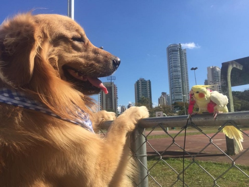 Golden Retriever Bob is the new facebook star