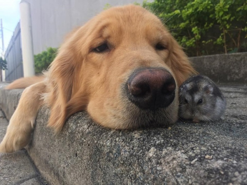 Golden Retriever Bob is the new facebook star