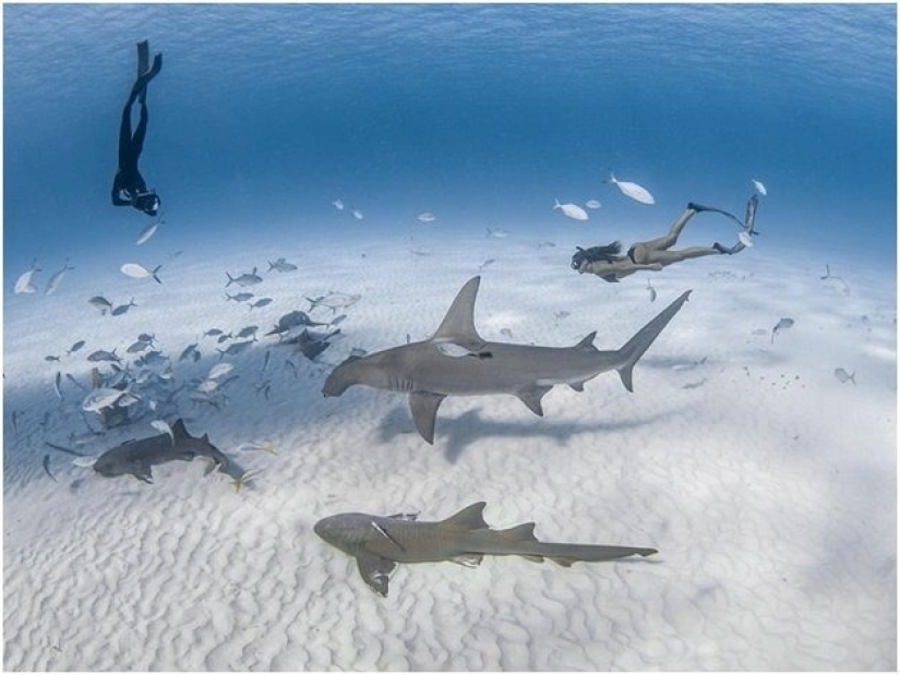 Graciosas sirenas en ingravidez en las pinturas de un fotógrafo submarino (14 fotos)