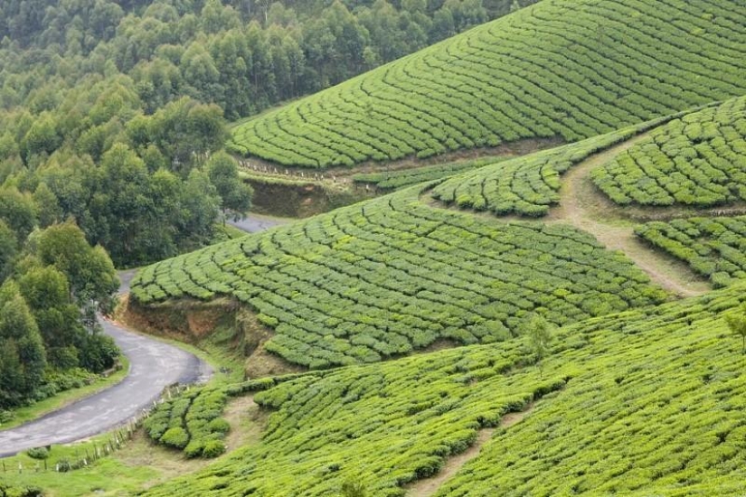 Green carpets of tea plantations in India Green carpets of tea plantations in India