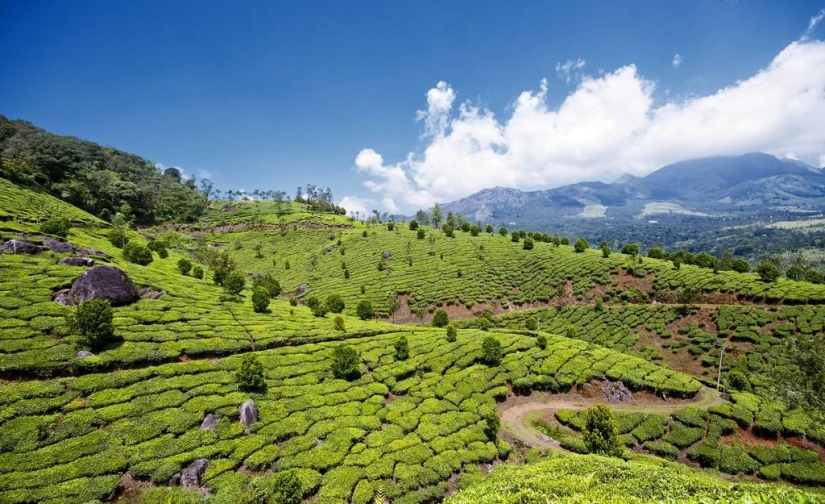 Green carpets of tea plantations in India Green carpets of tea plantations in India