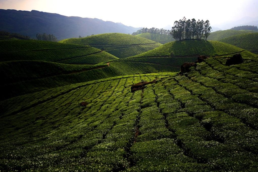 Green carpets of tea plantations in India Green carpets of tea plantations in India